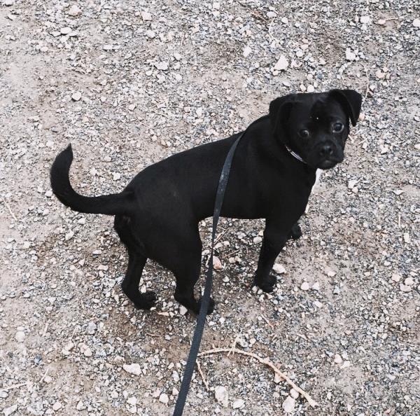 /Images/uploads/Humane Society of Utah/HSUCalendar/entries/850thumb.jpg